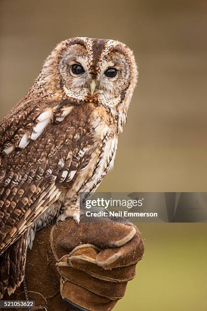 owl on leather glove - gufo foto e immagini stock