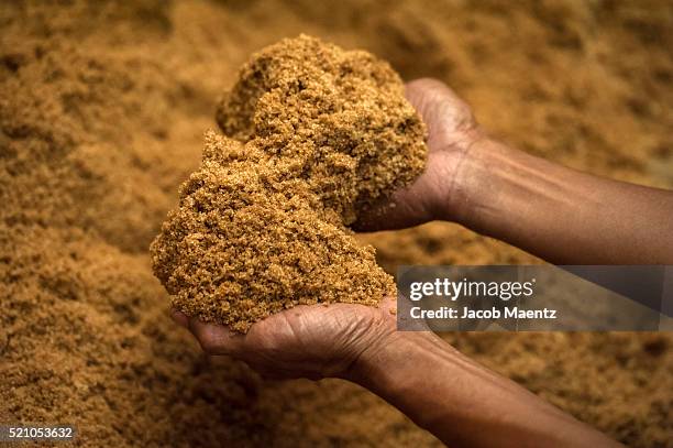 hands holding brown cane sugar in mill - cana de acucar imagens e fotografias de stock