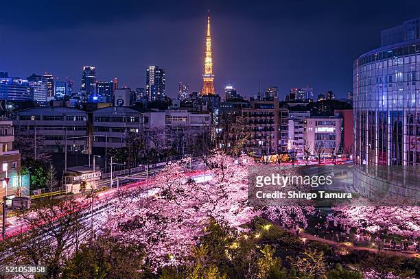 sakura with tokyo tower by night - cherry blossom in full bloom in tokyo fotografías e imágenes de stock