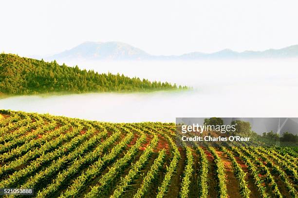 vineyard in napa valley - napa california 個照片及圖片檔