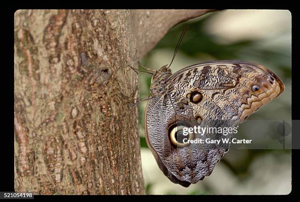 owl butterfly at calloway gardens - callaway gardens stock pictures, royalty-free photos & images
