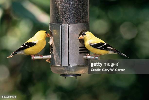 american goldfinches at bird feeder - vogelfutterspender stock-fotos und bilder