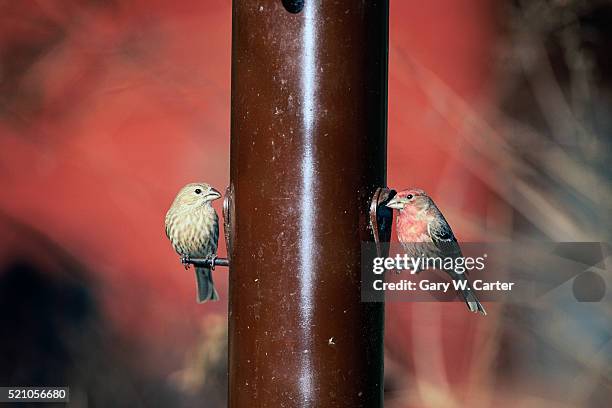 two house finches perched at feeder - house finch stock pictures, royalty-free photos & images