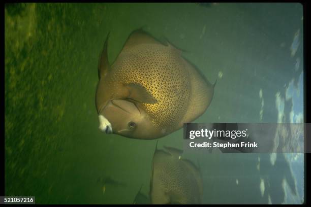 gray angelfish - gray angelfish ストックフォトと画像