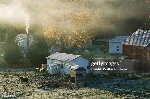 amish farm in ohio at dawn - amish stock pictures, royalty-free photos & images