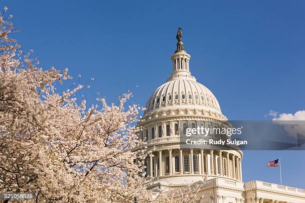 capitol building and cherry blossoms - capitol hill stock pictures, royalty-free photos & images