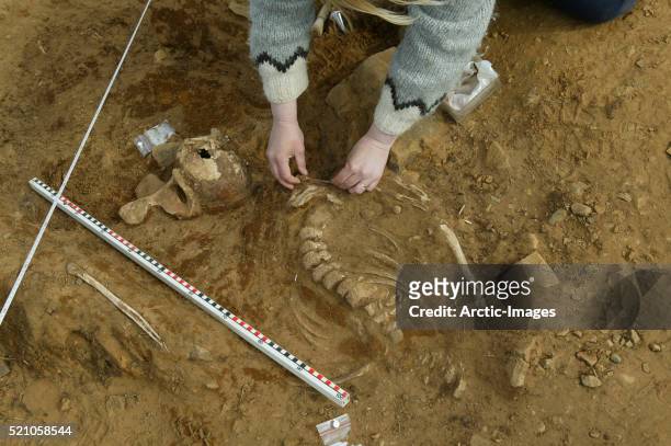archaeologist uncovering whale bones - archeoloog stockfoto's en -beelden