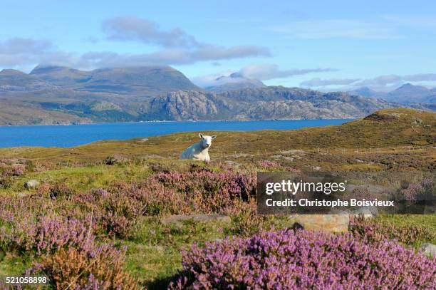 lonely sheep and loch torridon - sutherland scotland stockfoto's en -beelden