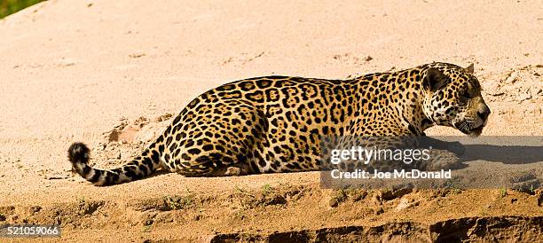 jaguar, panthera onca, pantanal, matto grosso state, brazil. 3rd largest cat in world, hunting along riverbank. - camouflaged cat ストックフォトと画像