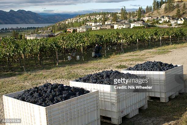 Bins of freshly picked merlot in the vineyards of Quail's HGate winery await transportation to the crush; Kelowna, Okanagan Valley; British Columbia,...