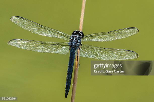 dragonfly - amerikanische-bundesstaatsgrenze stock-fotos und bilder