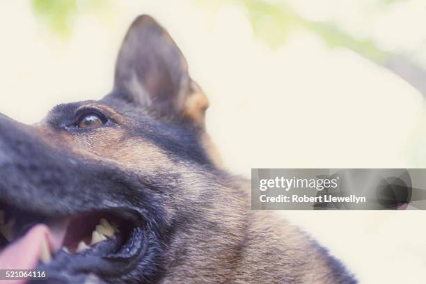 german shepherd panting