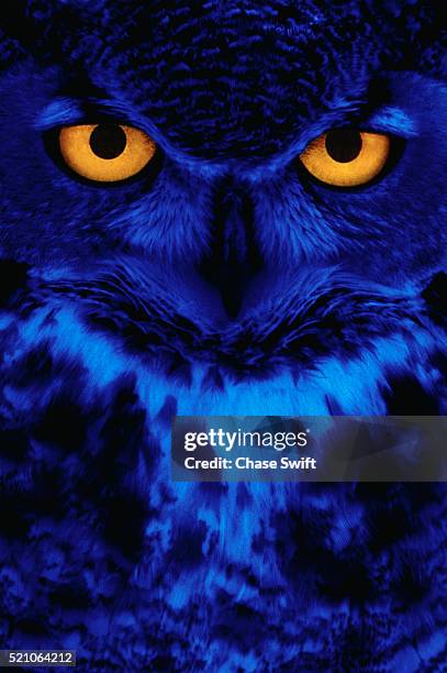 owl with yellow eyes - gufo foto e immagini stock