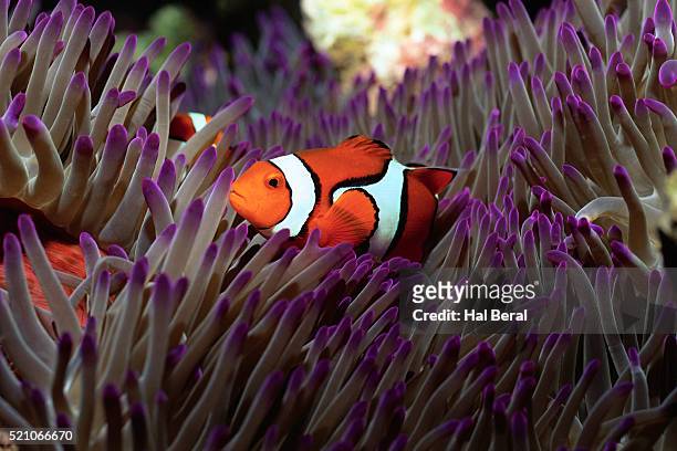 clown anemonefish - pesce pagliaccio di clark foto e immagini stock