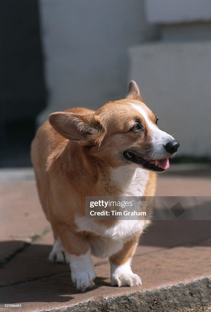 Queen Mother's Corgi At Clarence House