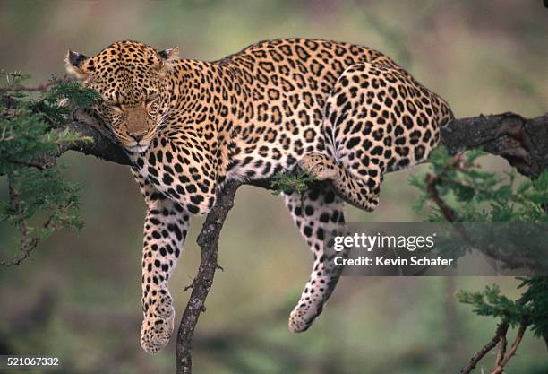 leopard sleeping in tree - animal wildlife stockfoto's en -beelden