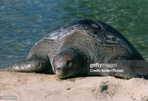 leatherback turtle - leatherback turtle stock pictures, royalty-free photos & images