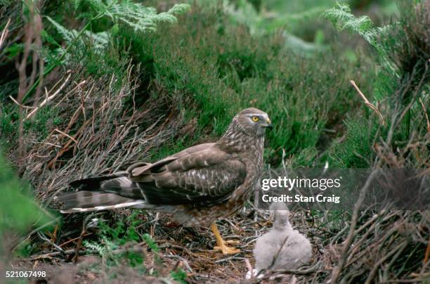 hen harrier with chick - hawk nest stock pictures, royalty-free photos & images