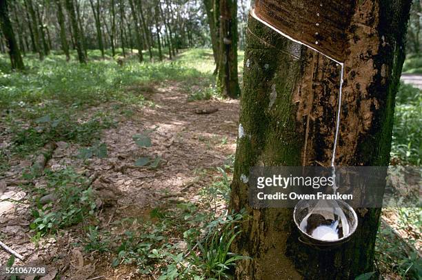 latex sap dripping into cup on tree - gummiträd bildbanksfoton och bilder