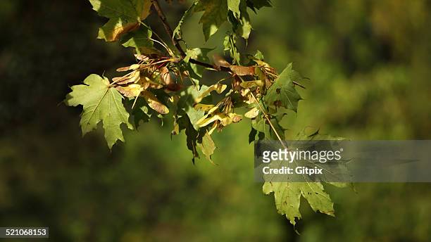maple branch in autumn - maple keys stock pictures, royalty-free photos & images