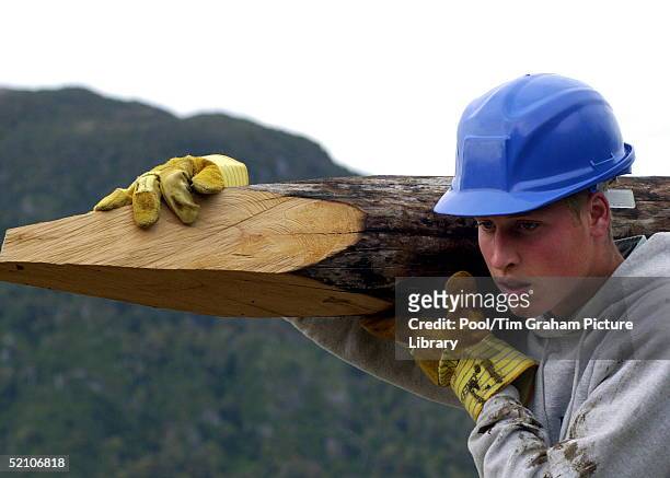 Prince William During His Raleigh International Expedition In Southern Chile, Carrying A Log Used To Construct Walkways Linking Buildings In The...