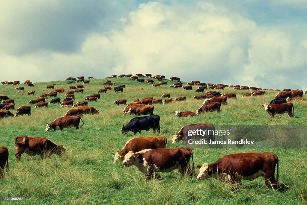 Hereford Cattle Grazing on Hill