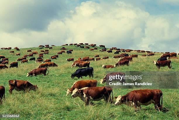 hereford cattle grazing on hill - hereford cow bildbanksfoton och bilder