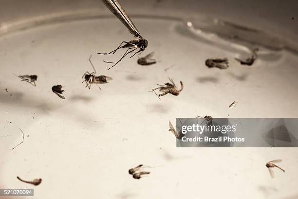 The yellow fever mosquito , vector for transmitting zika, dengue and chikungunya virus among other tropical fevers, a mosquito that can be recognized...