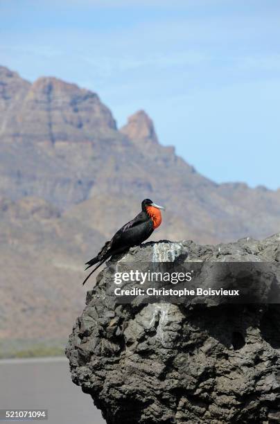 mexico, baja california, bahia agua verde surroundings, magnificent frigatebird - fregata magnifica foto e immagini stock