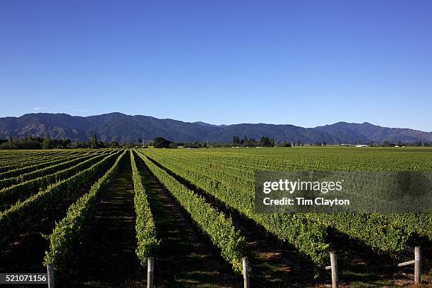 marlborough wine region, blenheim - blenheim stock pictures, royalty-free photos & images