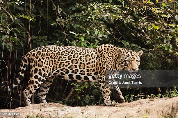 a female jaguar hunting in the early morning. - jaguar grande gato - fotografias e filmes do acervo