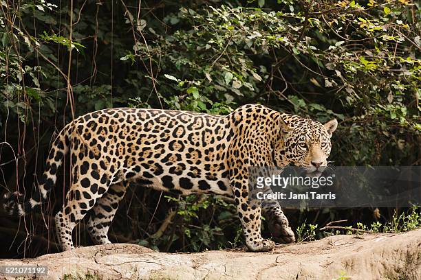 a female jaguar hunting in the early morning. - jaguar bildbanksfoton och bilder