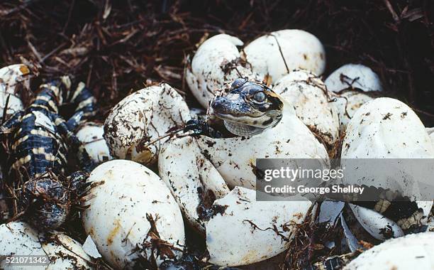 alligator hatchlings emerging from eggs - alligator nest stock-fotos und bilder