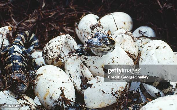 alligator hatchlings emerging from eggs - hatching stock pictures, royalty-free photos & images
