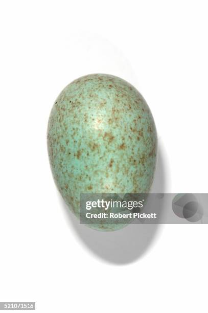 common blackbird egg - blackbird stock pictures, royalty-free photos & images