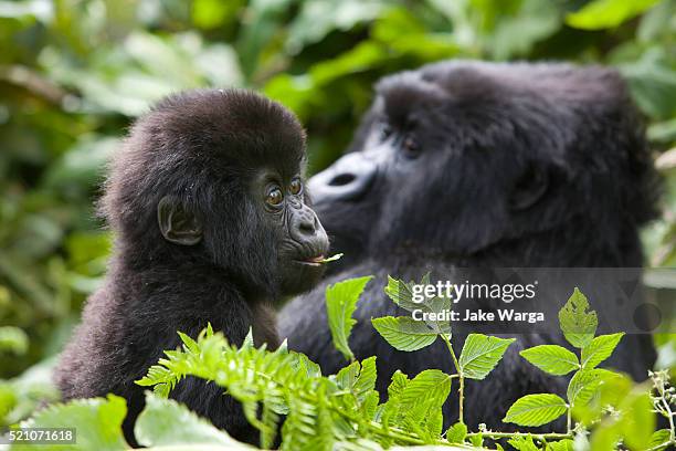 mountain gorilla, volcanoes national park, rwanda - gorilla eating stock pictures, royalty-free photos & images