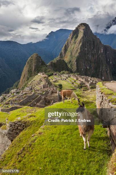 machu picchu, peru, south america - machu pichu stock pictures, royalty-free photos & images