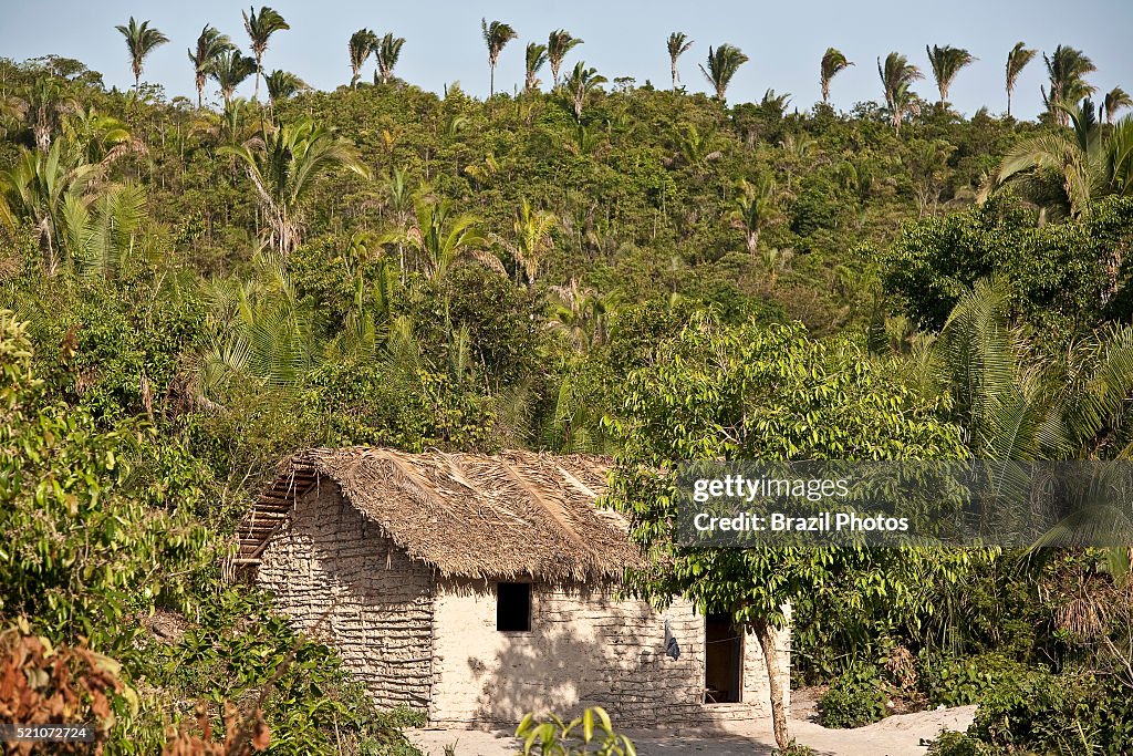 Isolated wattle and daub house inside dense vegetation with...