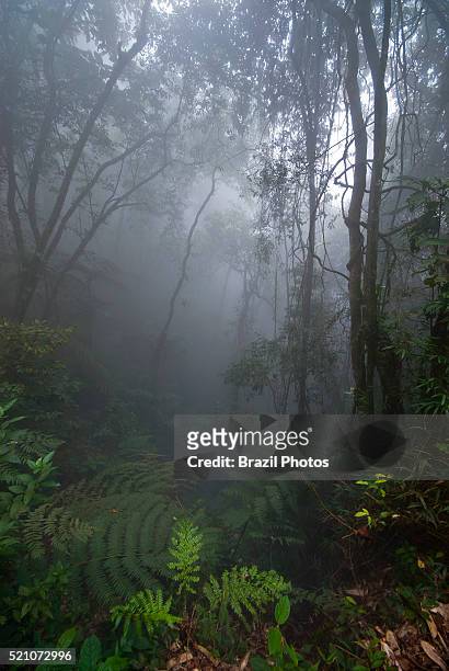 Plants growing up on the forest towards light - mist and dense vegetation in Atlantic forest at Parana State, Southern Brazil - intact forest with...