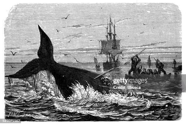 ilustrações, clipart, desenhos animados e ícones de antigo ilustração de pesca de baleia - pesca de baleia