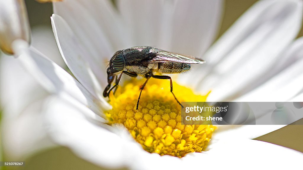 Diptera on Daisy