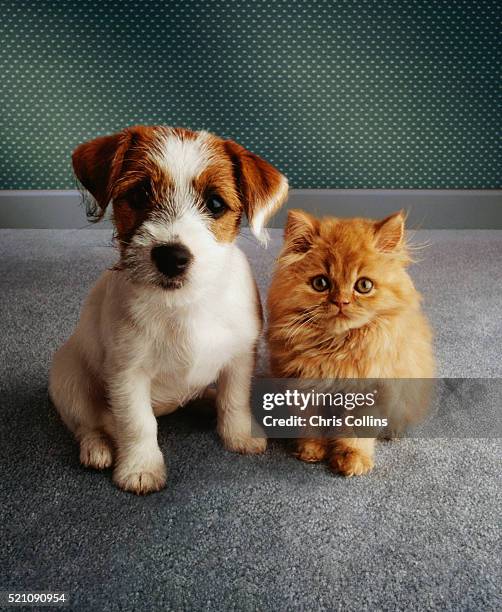 puppy and kitten - affectionate cat stock pictures, royalty-free photos & images