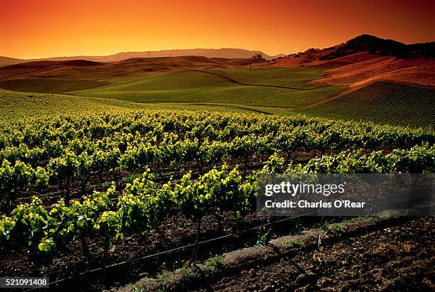 napa valley vineyards - napa california 個照片及圖片檔