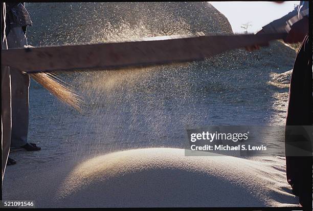 farmers winnowing teff - mojo stock pictures, royalty-free photos & images