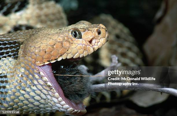 timber rattlesnake eating a deer mouse - white footed mouse stock pictures, royalty-free photos & images