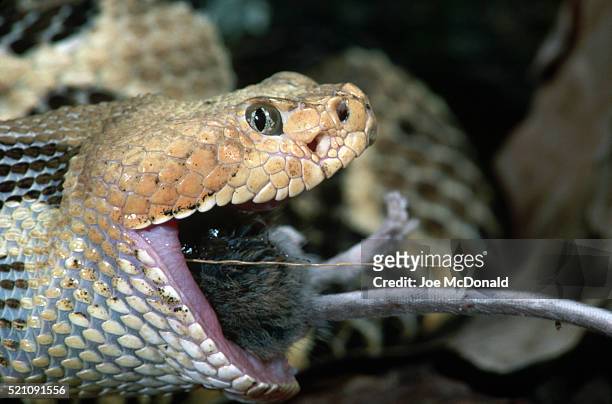 timber rattlesnake eating a deer mouse - peromyscus leucopus imagens e fotografias de stock