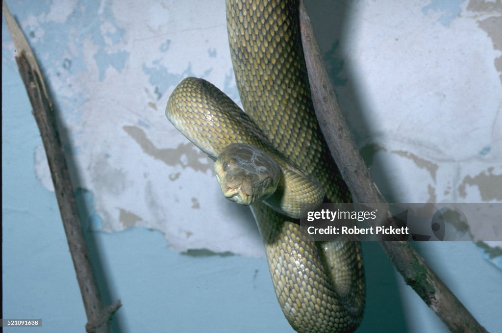 Amethystine Python