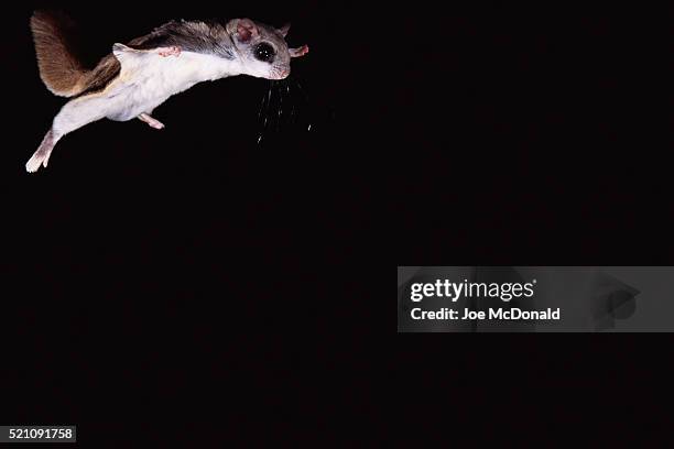 southern flying squirrel gliding - flying squirrel stock pictures, royalty-free photos & images