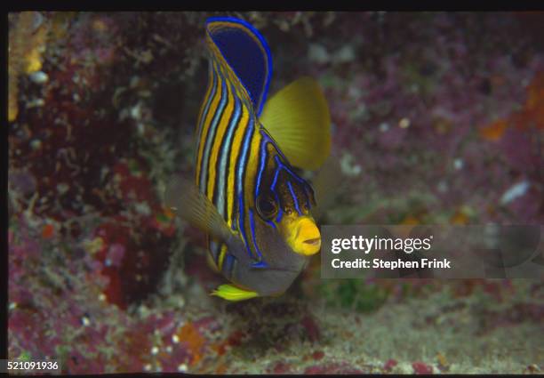regal angelfish - royal angelfish stock pictures, royalty-free photos & images