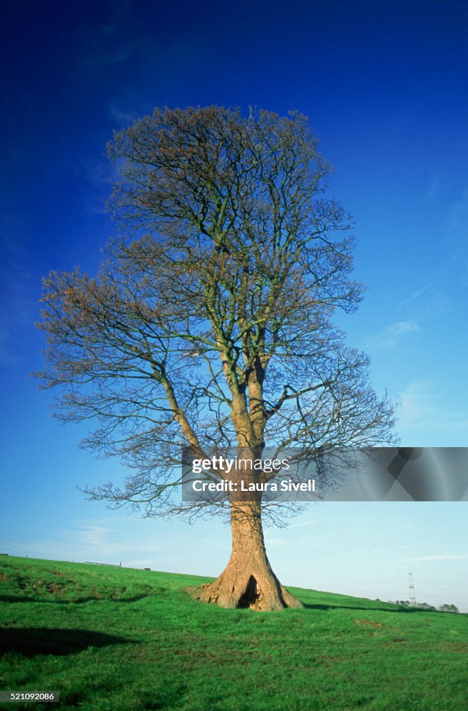 Sycamore Tree